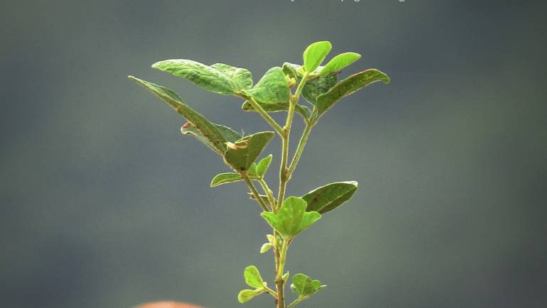 BE AN x VARS: TRAO CÂY XANH VỀ RỪNG QUẢNG TRỊ 🌳🌳