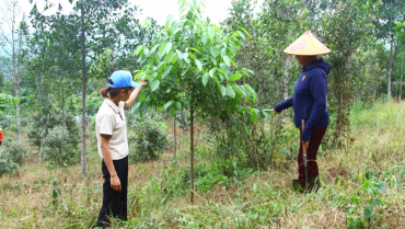 [VOV] Xã hội hóa việc trồng rừng cây bản địa đầu nguồn ở miền núi Quảng Bình