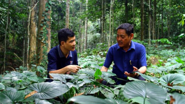 [Báo Tin tức – TTXVN] Nỗ lực phục hồi rừng từ trồng cây bản địa
