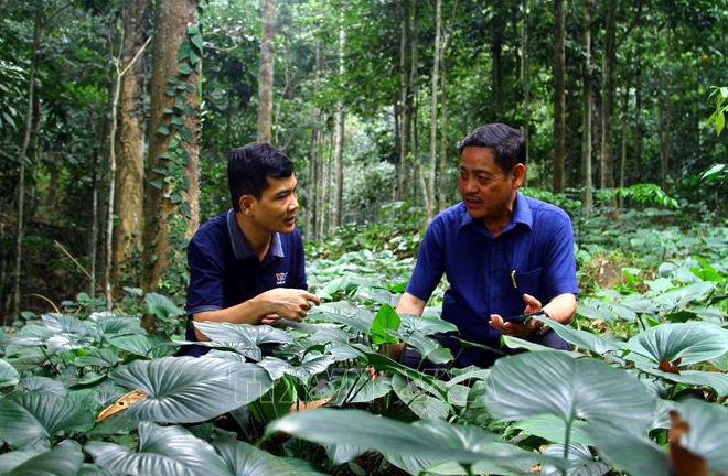 [Báo Tin tức – TTXVN] Nỗ lực phục hồi rừng từ trồng cây bản địa